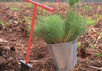 Министр экологии посадил 30-миллионное дерево