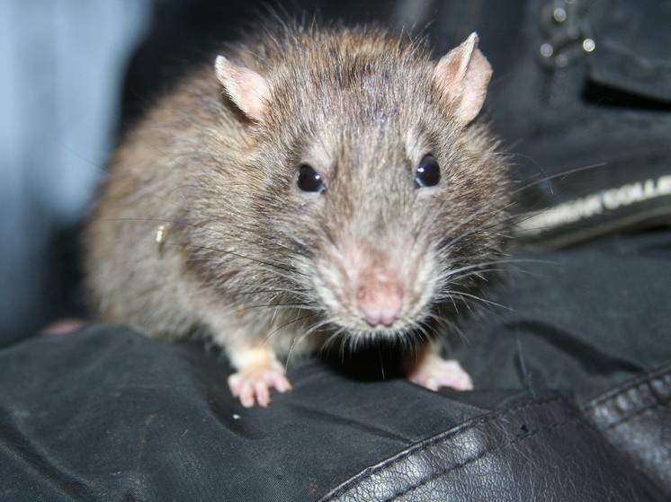 Реутов на два месяца попал в «зону бешенства»