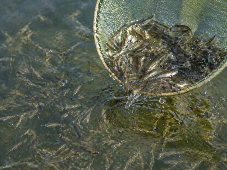 Казахстанские рыбоводы перенимают астраханские технологии и наращивают производство