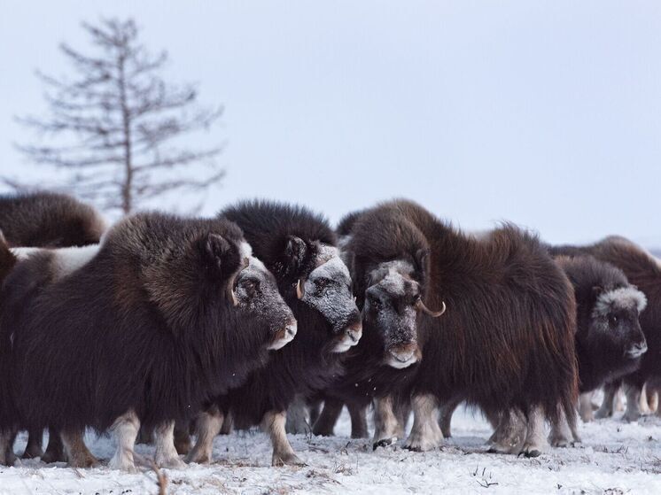 Первые детеныши овцебыков родились в ямальском парке «Ингилор»